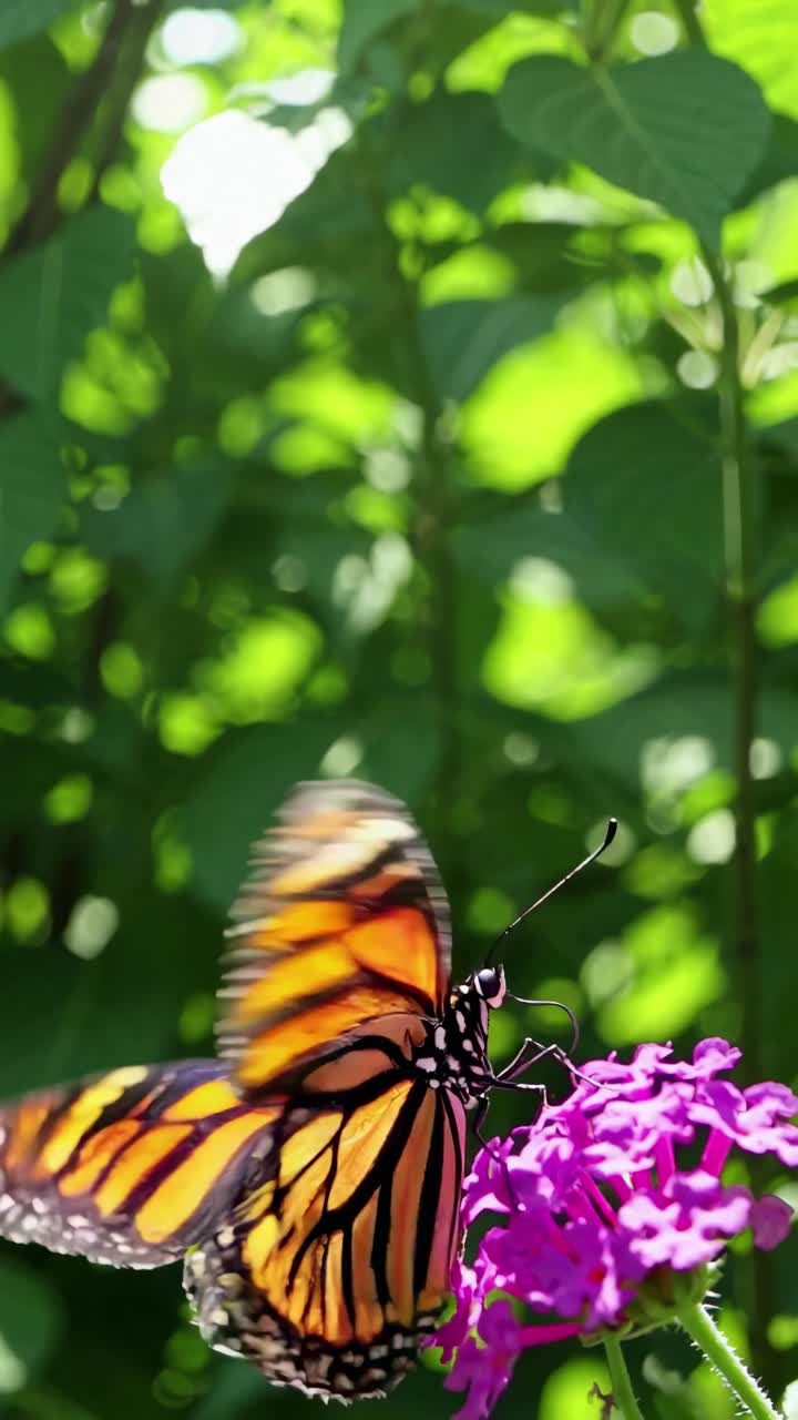 Close-up video of a butterfly on vibrant flowers, captured from a low angle