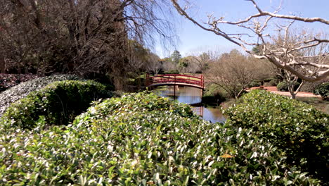 slo pan of red bridge over pond, trees and green foliage, ju raku en japanese garden, toowoomba, australia