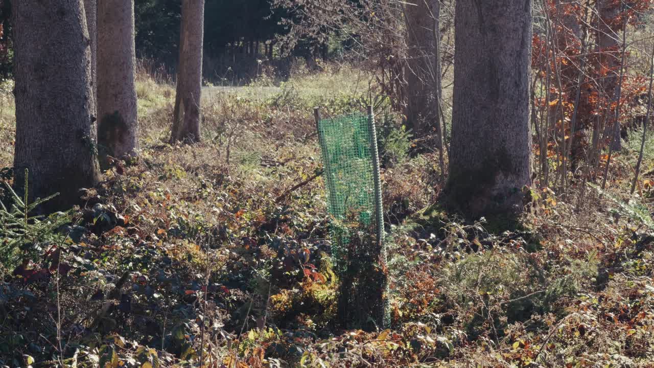 Small protected conifer saplings growing beside mature trees in a reforestation area, each surrounded by a small fence to prevent wildlife damage, showing renewal and forest recovery