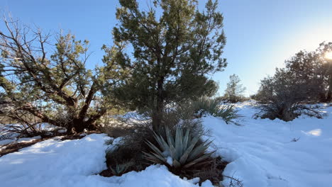 Cactuses-covered-in-snow-in-extreme-weather-in-Sedona,-Arizona