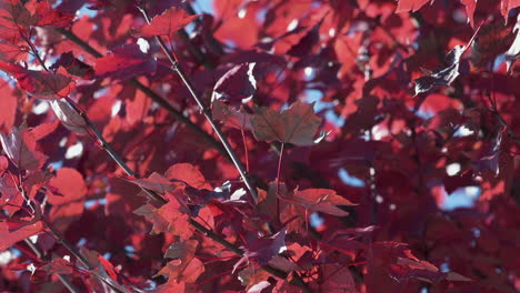 fondo de hojas rojas brillantes de debajo de las ramas de los árboles