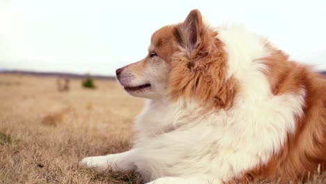 Perro-Peludo-Jugando-En-El-Campo-Y-Alrededor-De-La-Casa-Con-Humor-De-Colores-Otoñales