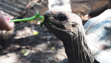 tortuga gigante de aldabra en la isla prisión en zanzíbar tanzania áfrica alimentándose de hojas por mano humana, primer plano