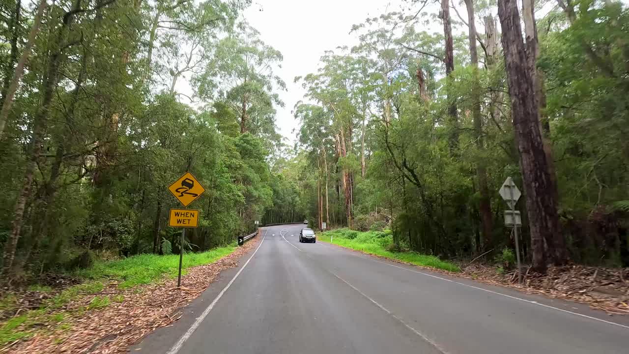 A serene drive along a winding road surrounded by dense forest, captured under soft daylight with minimal traffic