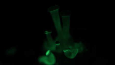 rotating green glowing mushrooms - panellus stipticus