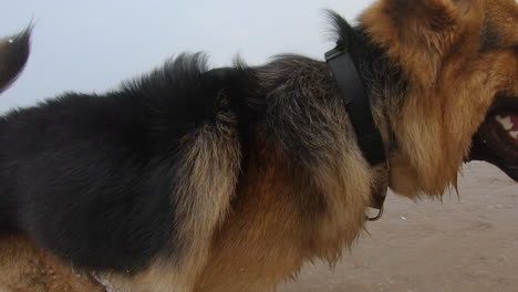 perro macho saltando en la playa pet buddies