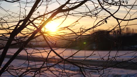 breathtaking winter sunset is shining through tree branches without leafs