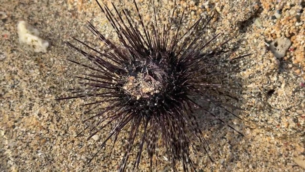Riccio di mare nero adagiato sul fondo marino sabbioso