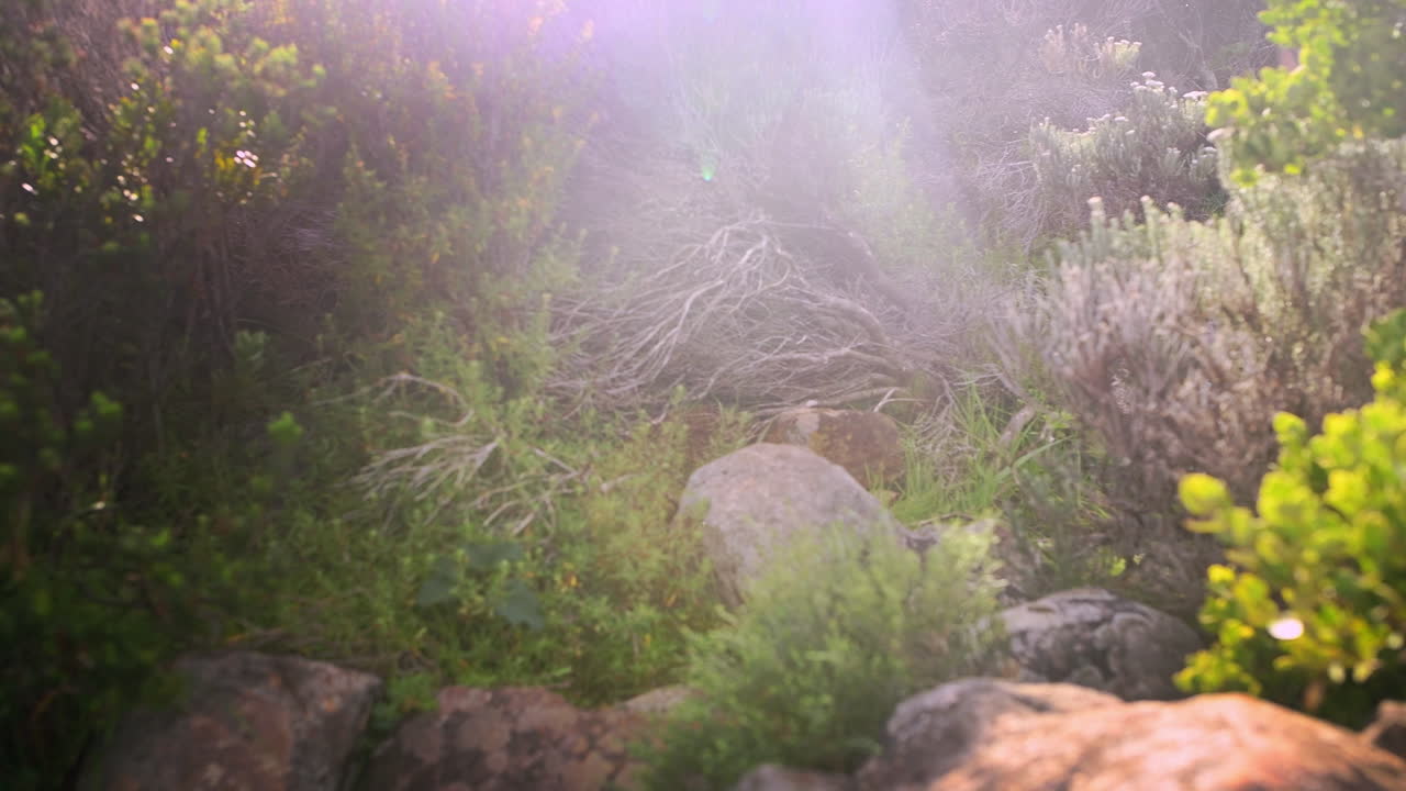 чувство дикости и свободы.