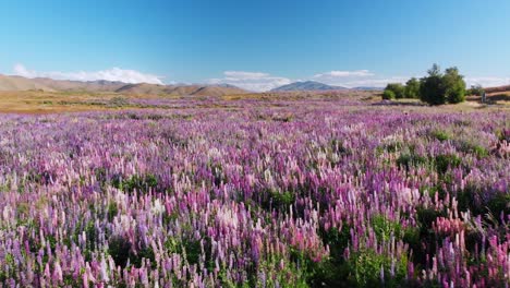 slowmo - aerial drone shot over blooming purple lupins near lake tekapo, new zealand