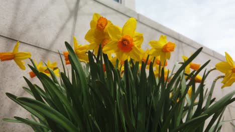 un grupo de narcisos amarillos en un jardín de primavera ondeando en el viento
