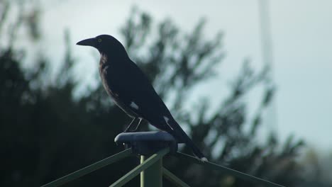 pied currawong looking around perched on top of clothes washing line daytime australia, victoria, gippsland, maffra