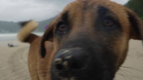 perro callejero caminando por la playa de patong en phuket, tailandia