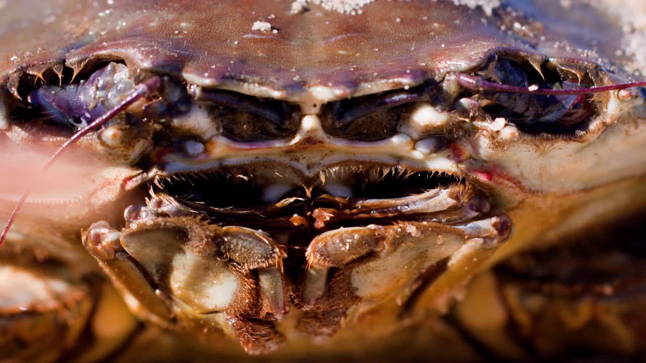 Extreme close-up of a mud crab’s face, highlighting mouthparts, eyes, and antennae with subtle movement. Natural lighting, shallow depth of field, and macro detail