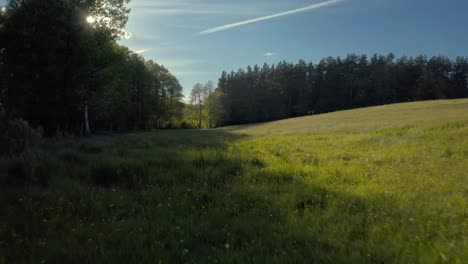 low shot close to grass with peaking sun rays between trees