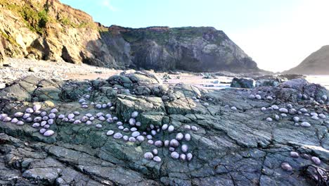 copper coast waterford ireland low tide sea creatures basking in winter sunshine