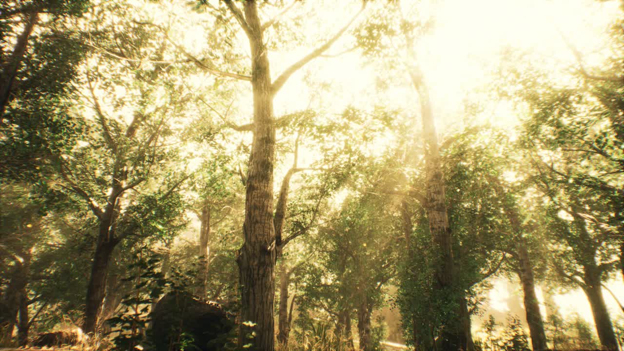 가을에 안개 숲에서  ⁇ 빛의 광선