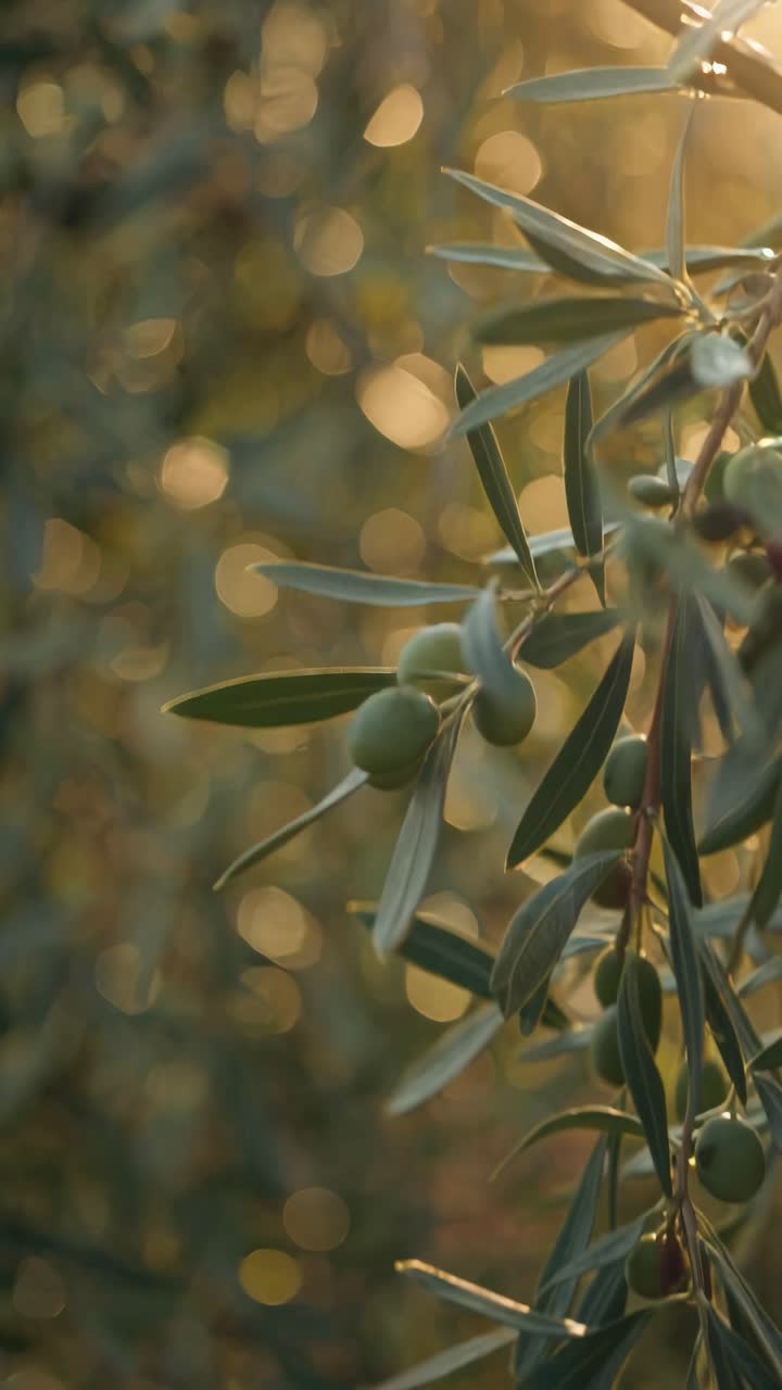Close-up video of olive branches with soft focus and warm lighting, capturing a serene, natural