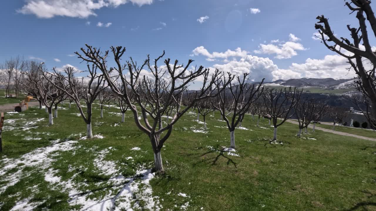 Fila di alberi si ergono in un parco sotto un cielo limpido con nuvole bianche. La neve rimane al suolo mentre la primavera avanza. Persone camminano nelle vicinanze in un pomeriggio soleggiato