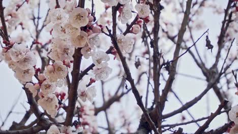 close up of a bee collecting pollen from a blossoming apricot branch, slow motion