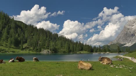 Aufnahme-Von-Kühen,-Die-An-Einem-See-Liegen,-Mit-Entspannenden-Menschen-Im-Hintergrund-In-Tirol,-Österreich