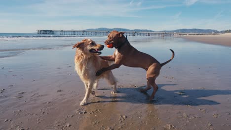 Perros-Pitbull-Y-Golden-Retriever-Jugando-Y-Divirtiéndose-En-La-Playa-En-Un-Día-Soleado,-Cámara-Lenta