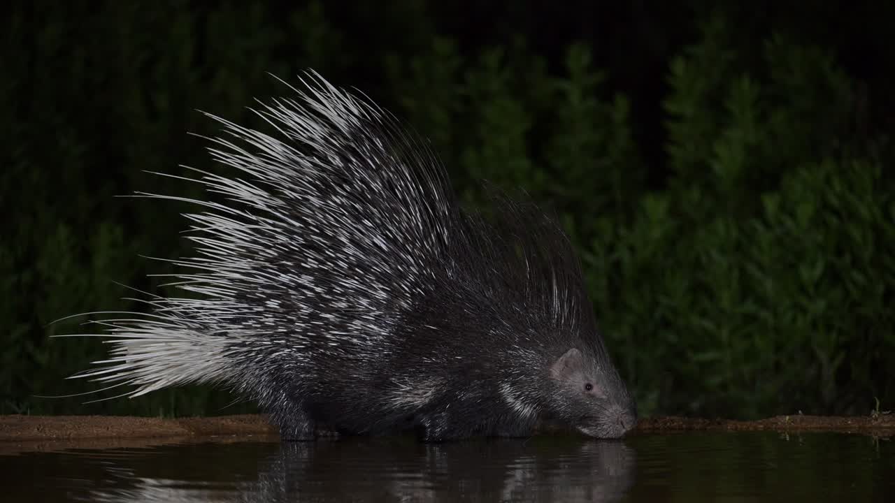 Indian crested porcupine (Hystrix indica) enters a water pool at night to drink. Its reflection shimmers on the surface of the still water.