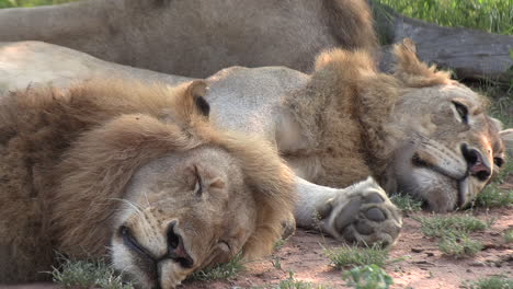 Los-Leones-Machos-Jóvenes-Descansan-Juntos-En-La-Hierba-De-La-Sabana-De-Una-Reserva-De-Caza.