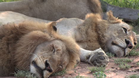 young male lions rest together in the savannah grass of a game reserve