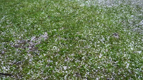 Large-hail-falls-on-the-green-grass.