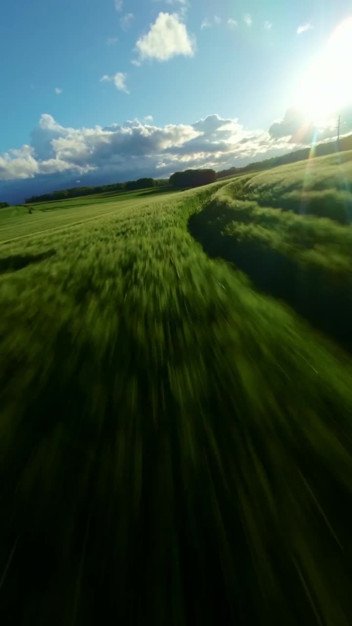Passaggio FPV su un vivace campo di orzo con movimento ampio e cielo estivo limpido e luminoso, picchiata verticale e discesa
