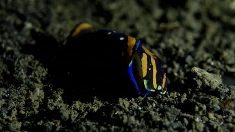 Nacktschnecke-Auf-Dem-Grund-Des-Ozeans