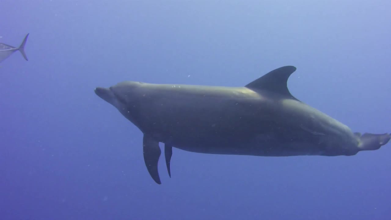 Dolphin swimming underwater