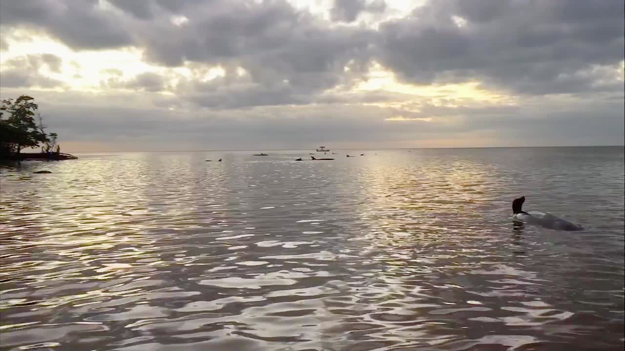 A Group Of Killer Whales In A Bay With False Killer Whales Stranded On the Beach 2010S