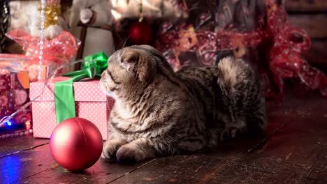 gato cerca del árbol de navidad y regalos