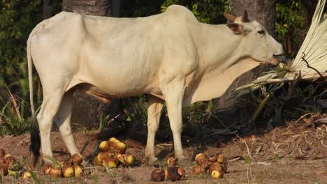 Vaca-Comiendo-Comida---Blanco---Cordero