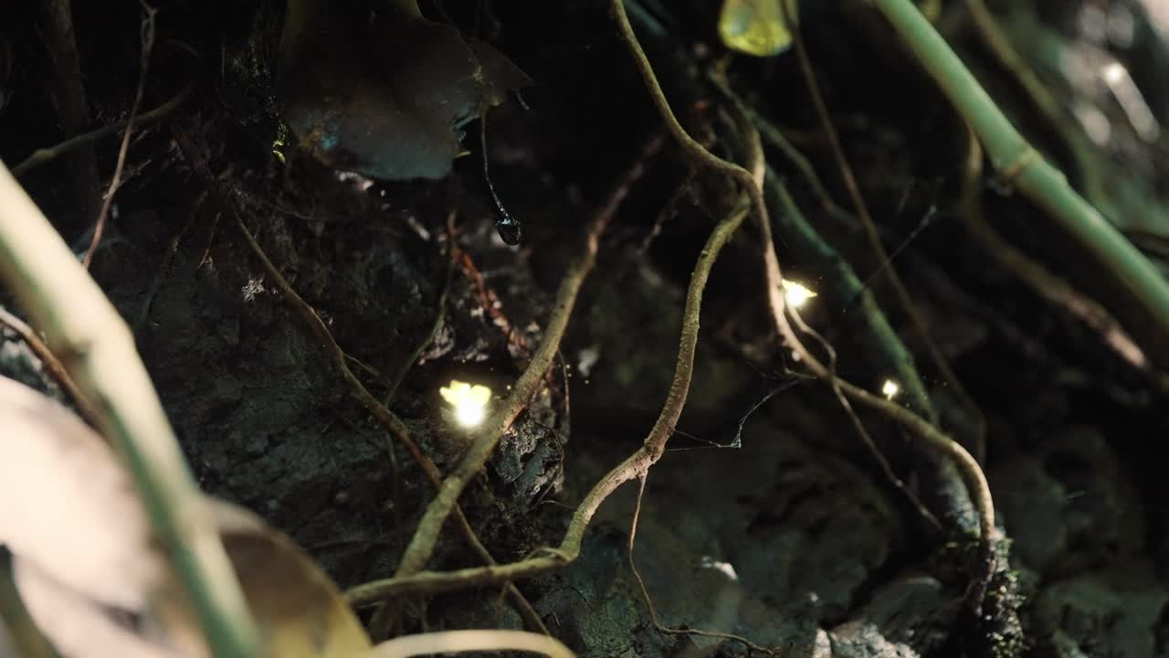 Magical Golden Fairy Orbs Floating in a Dark Forest