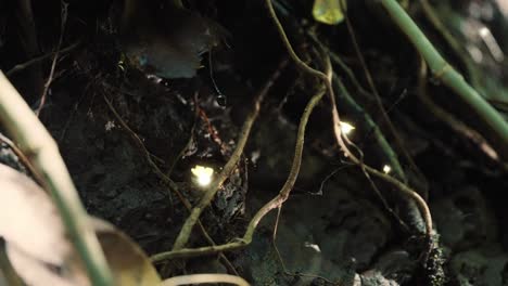 magical golden fairy orbs floating in a dark forest