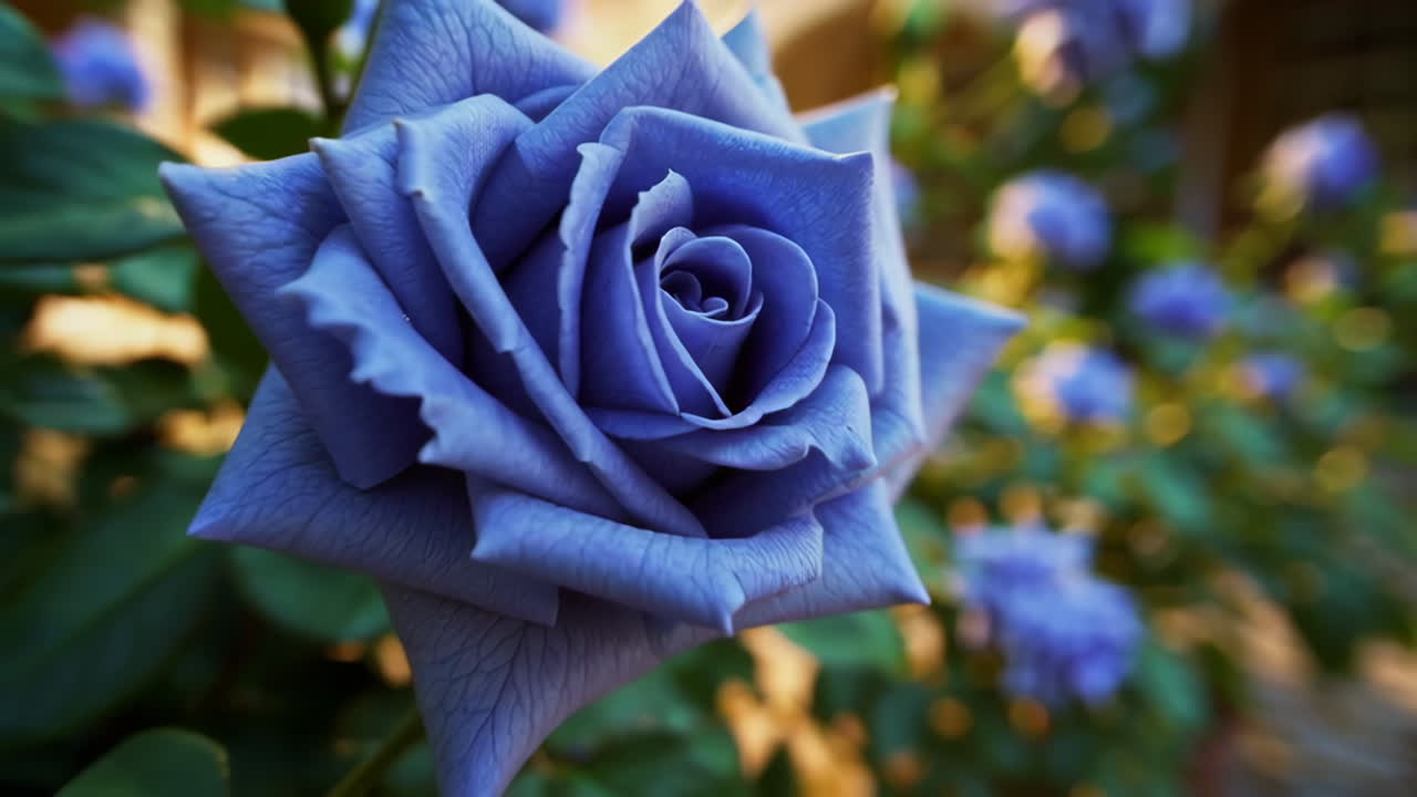 Beautiful Blue Roses in a Garden