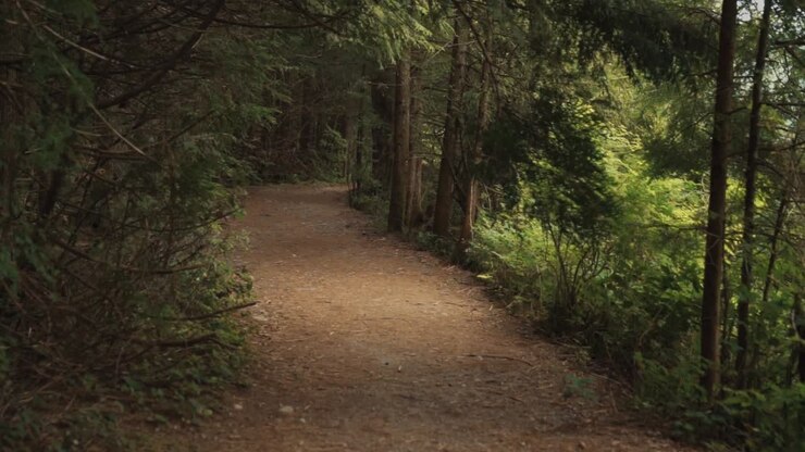Walk forward in a wooded hiking trail