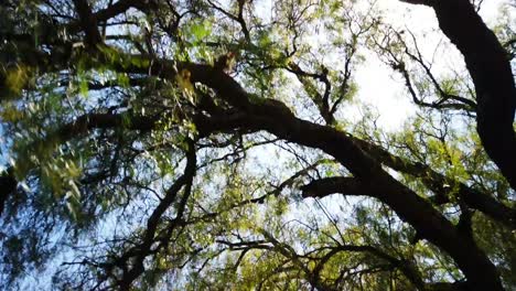 Caminando-Entre-Arboles-Un-Dia-Soleado