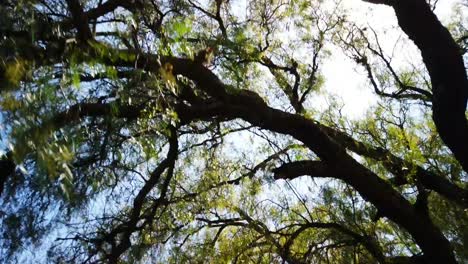 Walking among trees a sunny day