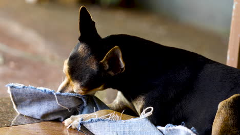 closeup of pinscher dog biting house carpet