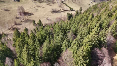 A-dense-evergreen-forest-in-the-mountains-during-early-spring,-aerial-view