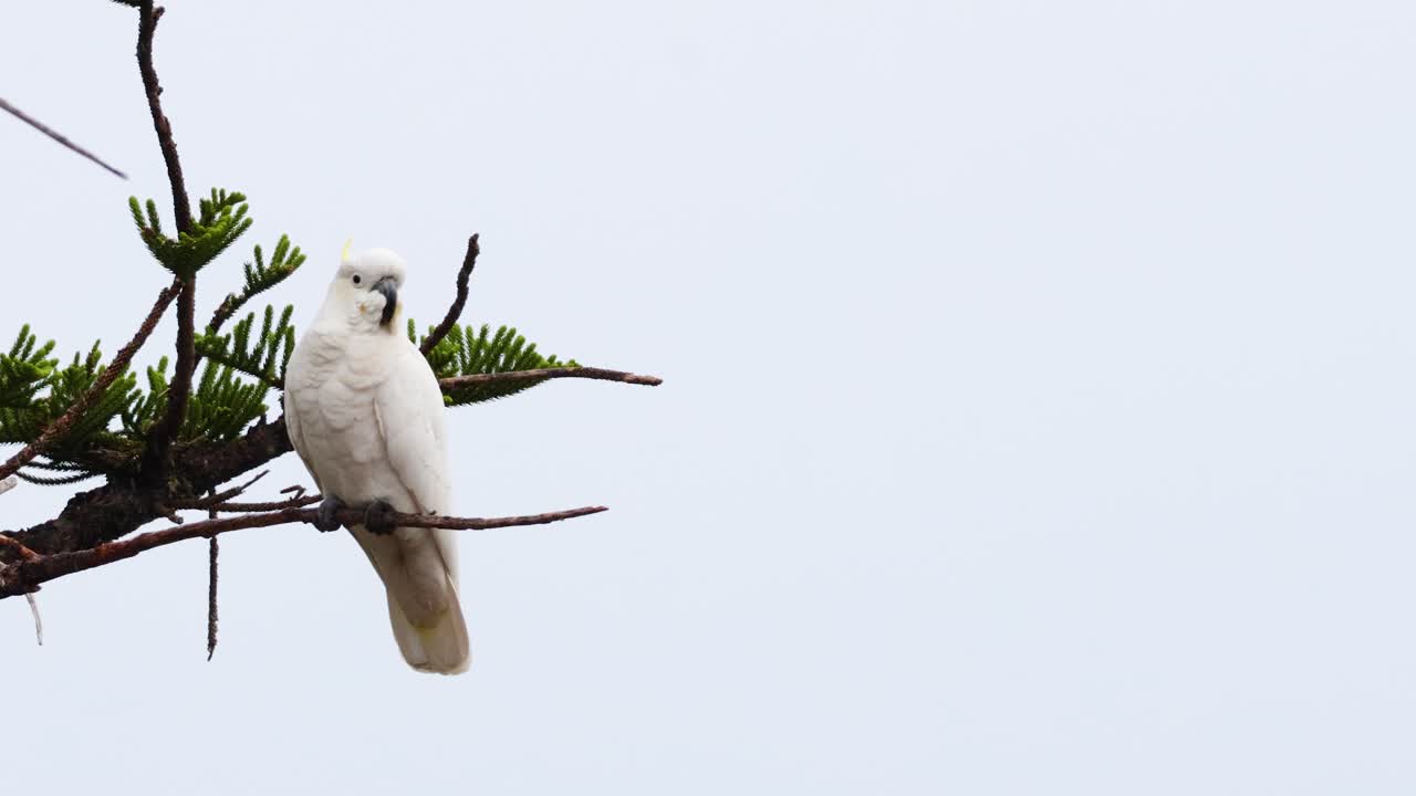 cacahuete blanco posado en una rama de un árbol