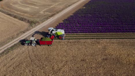 Lavender-harvest-seen-from-the-air