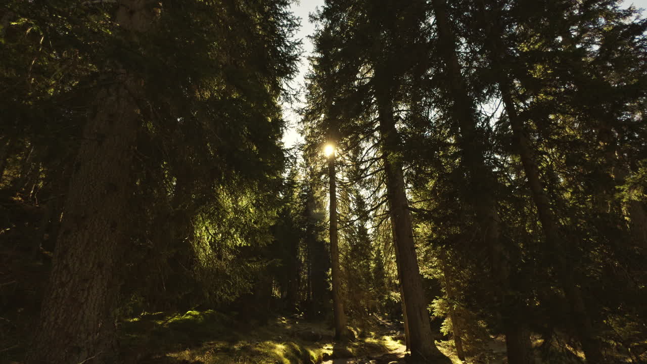 Sunlit Path in a Pine Forest