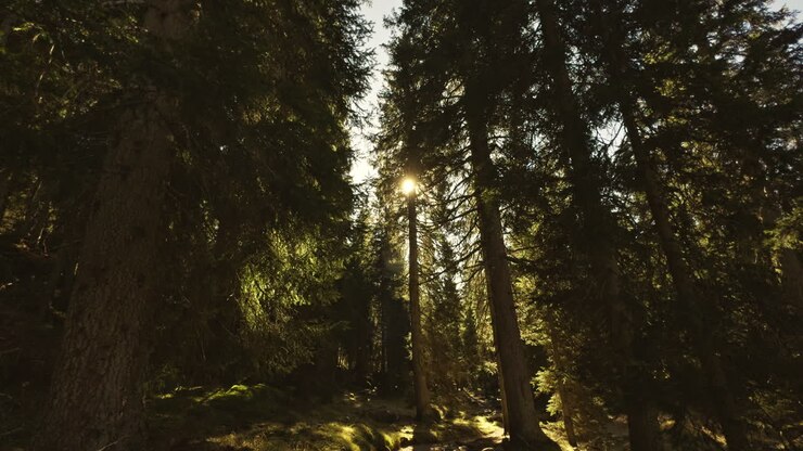 Sunlit Path in a Pine Forest