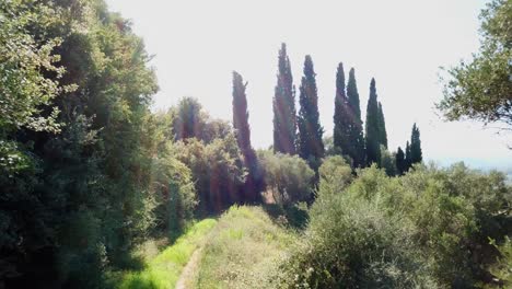 Drone-view-of-some-cypress-in-Greece