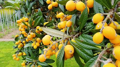 Loket-Obstbaum-Mit-Schönen-Grünen-Blättern,-Die-Sich-Im-Wind-Bewegen